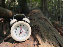 An Alarm Clock Placed On Fallen Tree Trunk. It Shows Seven O’clock.