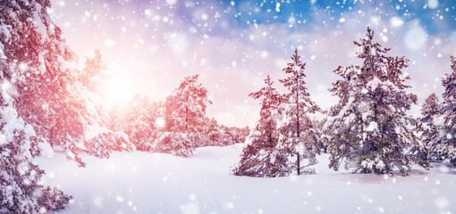 Wall Mural - Snowfall in the winter majestic forest in the morning.