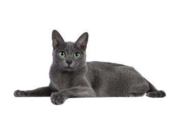 young silver tipped korat cat, laying down side ways. looking towards camera with bright green eyes 