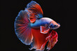 Siamese fighting fish, betta fish, and other vibrant animals isolated on a black backdrop. Generative AI