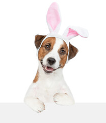 Poster - Jack Russell terrier puppy wearing easter rabbits ears looks above empty white banner. Isolated on white background