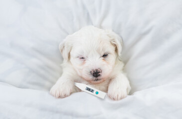 Aufkleber - Tiny Bichon Frise puppy sleeps with a thermometer under it paw covered white blanket on a bed at home. Top down view