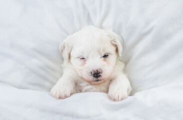 Poster - Tiny Bichon Frise puppy sleeps under  white blanket on a bed at home. Top down view