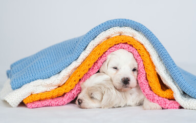 Aufkleber - Two tiny Bichon Frise puppies sleep together under stack of warm plaids in cold autumn or winter weather