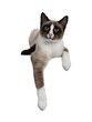 Adorable young Snowshoe cat kitten, laying down facing front. Front paws hanging relaxed over edge. Looking towards camera with the typical blue eyes. Isolated cutout on a transparent background.