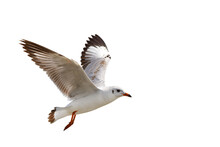 Beautiful Seagull Flying Isolated On Transparent Background.