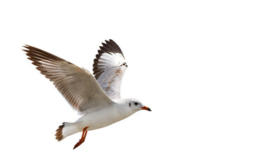 Wall Mural - Beautiful seagull flying isolated on transparent background.