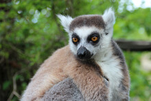 Ring-tailed Lemur (maki Catta) In A Zoo In France