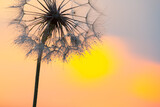 Fototapeta Dmuchawce - dandelion on the background of the setting sun. Nature and floral botany