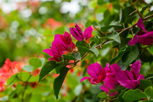 Closeup Of Bright Pink Bougainvillea Flowers In The Garden. Selective Focus. 