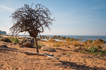 Wall Mural - rocky Baltic sea shore, pine forest, Latvia