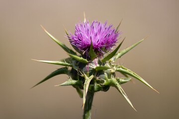 the wild thistle