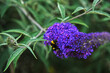 Bumblebee drinking nectar on a butterfly bush Buddleia