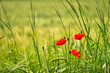 Red poppy in the middle of tall grass 