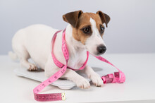 Dog Jack Russell Terrier Stands On A Scale With A Measuring Tape. 