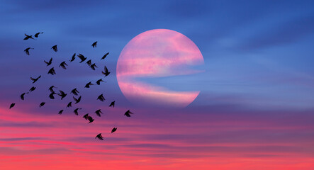 Poster - Silhouette of flock birds flying with full moon at sunset or sunrise
