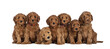 Row of seven adorable red 8 weeks young Cobberdog aka Labradoodle puppies, sitting all beside each other. All looking towards camera. Isolated cutout on a transparent background.