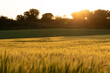 © JoseLuis - Grainfield at sunset with the sun behind it