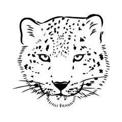 vector snow leopard, irbis wild cats graphic illustration