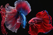 Isolated siamese fighting fish and betta fish against a dark backdrop. Generative AI