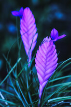 Purple Flower In The Garden