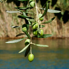 Green olives on the branch. River view in the background, single olive hanging from the branch in front. Focus on olive, optional.