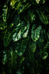 Wall Mural - Philodendrons in dark green tones, leafy tropical background. 
Jungle foliage, close up. 