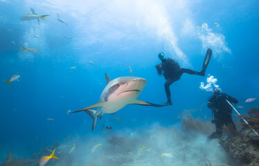 Wall Mural - Carribean reef sharks and divers in clear sea water.
Bahamas.