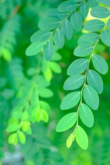 Wall Mural - close up of green leaves