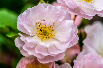 Wall Mural - pink rose flower