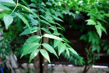 Andaman Satinwood, China Box Tree Or  Chinese Box Wood Or Orange Jessamine Or  Rutaceae Or Murraya Paniculata