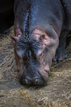 Portrait Of The Head Of A Young Hippopotamus.