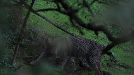 Wall Mural - spain wildlife. iberian lynx, bury cover, wild cat endemic to iberian peninsula in southwestern spai