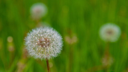 Wall Mural - Dandelion with seeds in the garden, close-up.