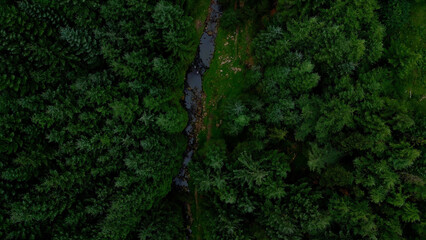 Wall Mural - Flying over a fir forest - pine trees from above - drone photography