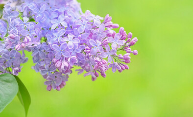 Wall Mural - floral spring background. Beautiful violet Lilac flowers close up on abstract green natural template. Spring season concept. freshness aroma, harmony of nature. template for design. Copy space