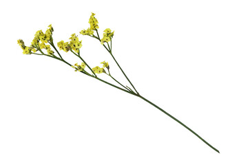 Wall Mural - Twig of yellow limonium flowers isolated on white or transparent background