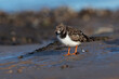 Ruddy Turnstone (Arenaria interpres) searching for food on the Norfolk coast