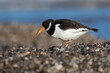 Oystercatcher (Haematopus ostralegus) searching for food in mussel beds