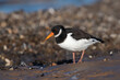 Oystercatcher (Haematopus ostralegus) searching for food in mussel beds