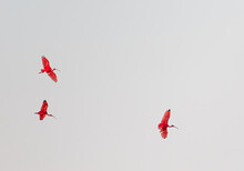 Scarlet Ibis In The Sky