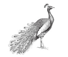 Peacock Sketch, Hand Drawn In Engraving Style Vector Illustration