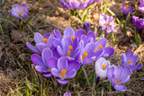 Fototapeta Tulipany - spring crocus flowers