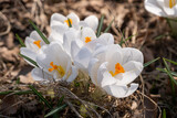 Fototapeta Tulipany - white crocus flowers