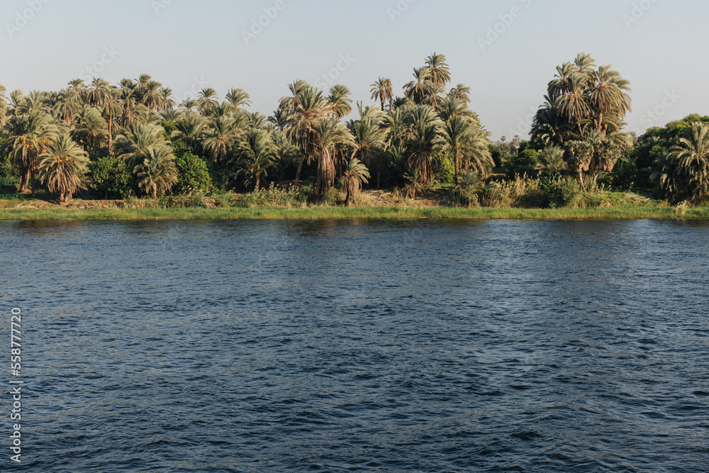 Beautful Tree Types Beautiful palm trees along the river Nile on a Nile cruise in Egypt ...