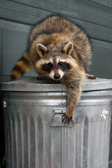 Wall Mural - raccoon (procyon lotor) reaches down to grab handle of garbage can