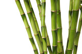 Fototapeta Dziecięca - Bamboo stems on white background, closeup