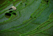 Overhead View Of Rice Field In Bali, Indonesia.