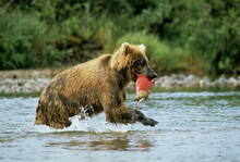 A Grizzly Bear Feeding On Salmon In Alaska.