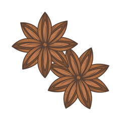 Sticker - anise stars nature